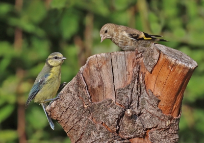 Bluetit and Goldfinch